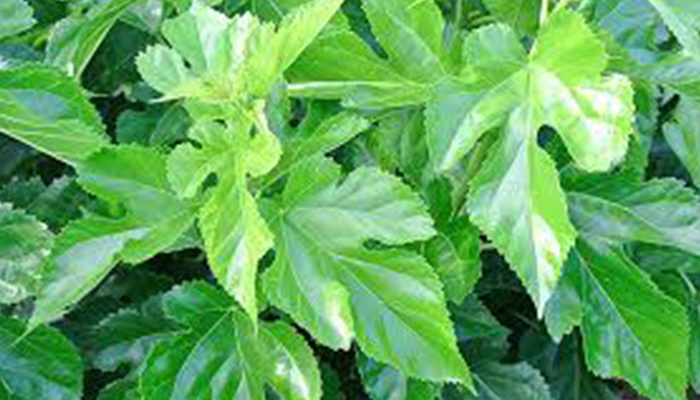 桑叶の画像